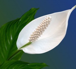 offer Избелване на външни полови органи thumbnail